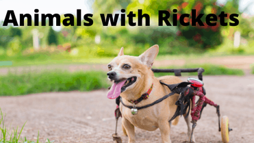 Rickets in Animals – Happy Bichon – Simply Dog Owners