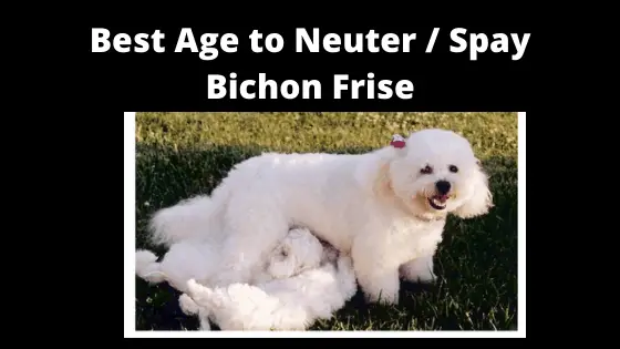 Best Age to Neuter / Spay a Bichon frise Dog