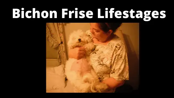 Life Stages of Bichon Frise Dogs