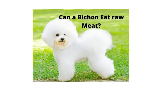 Can a Bichon Eat raw Meat_