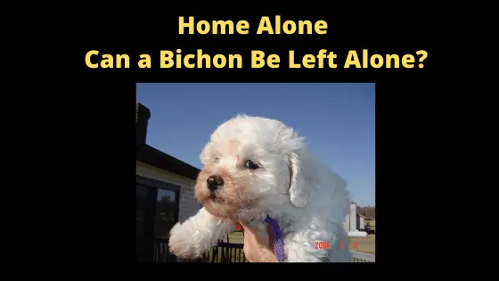 Can my Bichon Be Left Alone