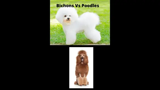 Are Bichon's Related to Poodles
