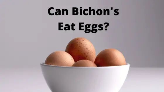 can Bichon Frise Dogs Eat Eggs