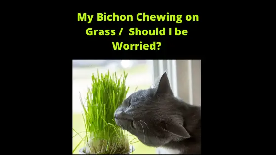 Why does my Bichon Fise Eat Grass - Happy Bichon 1