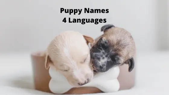 Puppy Names in Four Languages