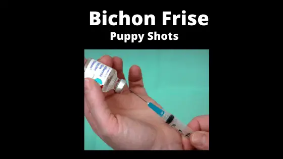 https://simplydogowners.com/how-to-care-for-bichon-puppy-videos/