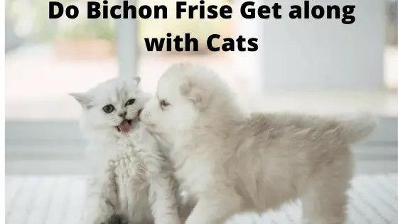 Does Bichon Frise Get along with Cats