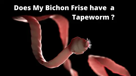 Does My Bichon Frise have a Tapeworm