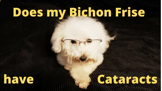 Does my Bichon Frise have Catarracts