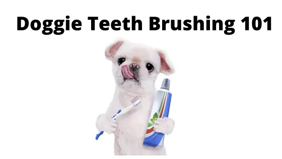 Doggie Tooth Brushing 101