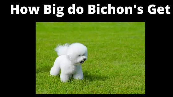 How Big do Bichon Frise get