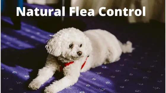 Natural flea control