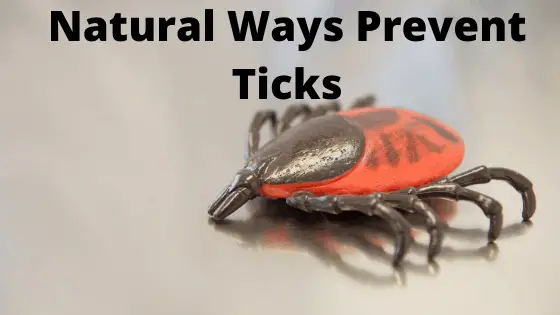 Natural ways to Protect Ticks