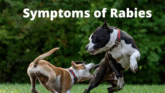 Symptons of Rabies in a Bichon Frise