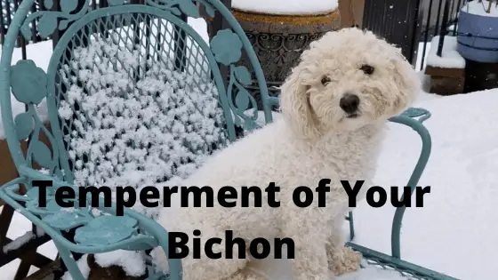 Temperment of Your Bichon Frise