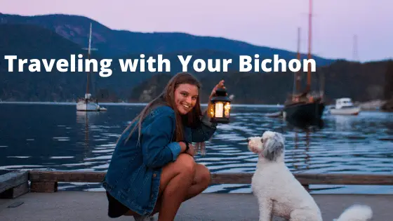 Traveling with Your Bichon