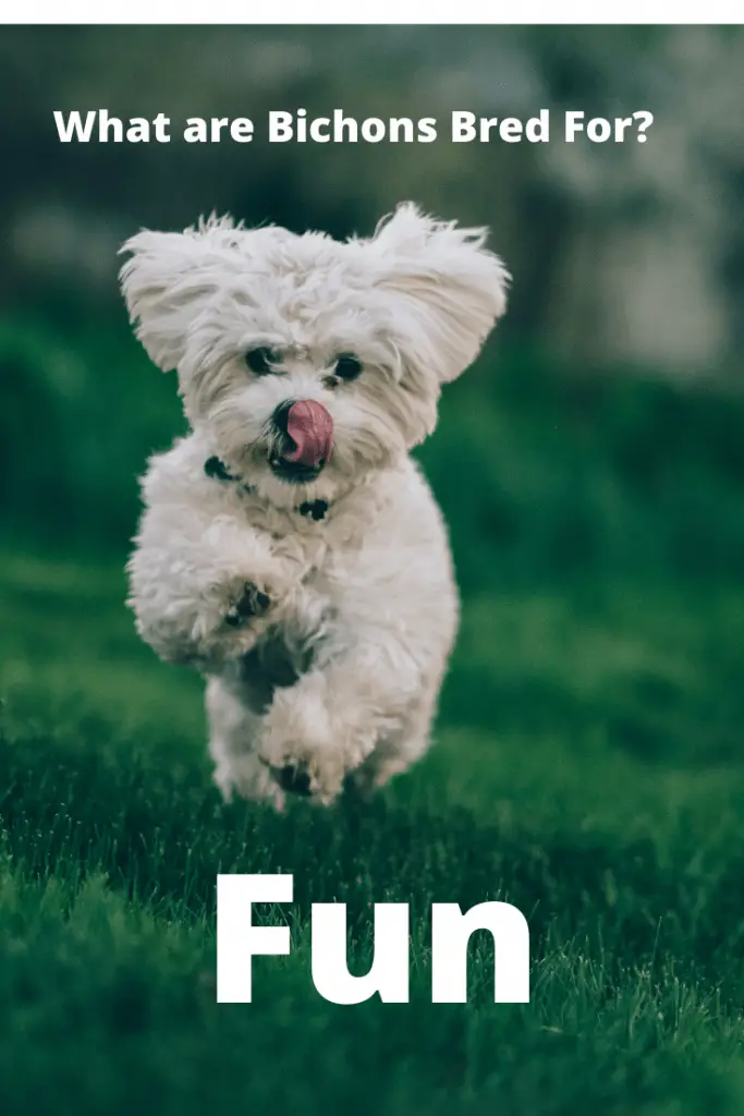 What are Bichons Bred For - Fun