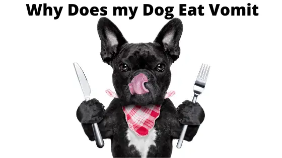 Why Does my Dog Eat Vomit