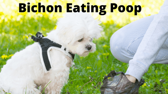 Bichon Frise Eating Poop