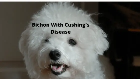 Bichon With Cushing's Disease