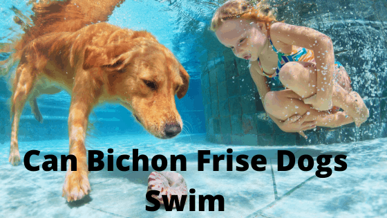 Can Bichon Frise Swim