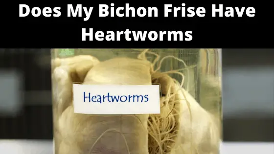 Heartworms in Bichon Frise