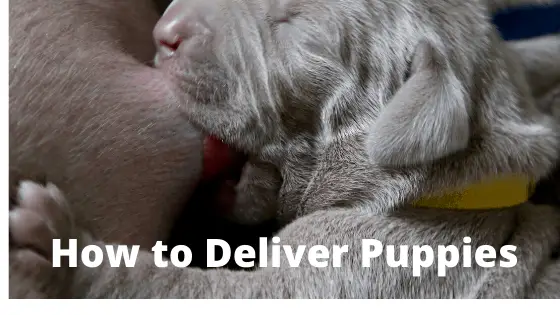How to Deliver Puppies