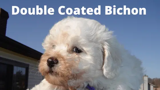 Are Bichons Hypoallergenic Dogs