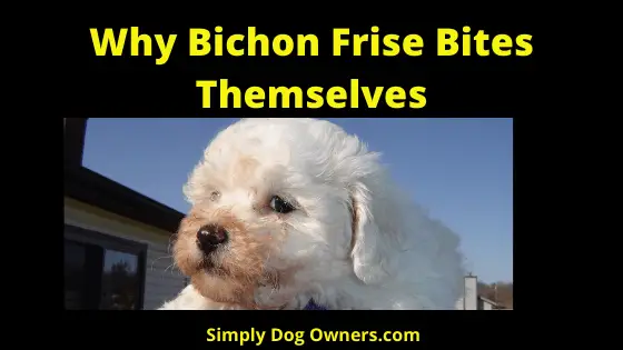 Why Bichon Frise Bite Themselves