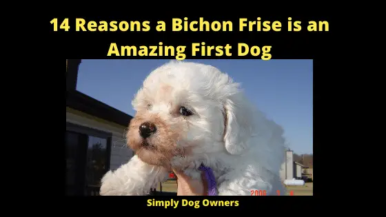 14 Reasons a Bichon Frise is an Amazing First Dog (1)