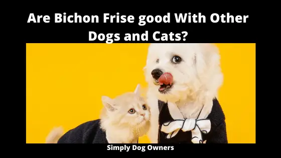Are Bichon Frise good With Other Dogs and Cats_