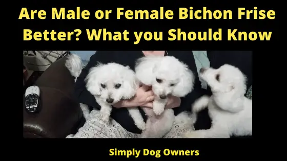 Are Male or Female Bichon Frise Better_ What you Should Know