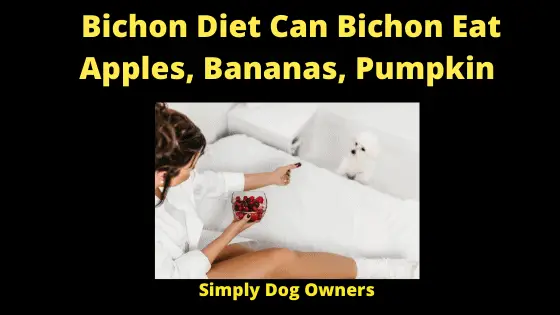 Bichon Diet Can Bichon Eat Apples, Bananas, Pumpkin (1)