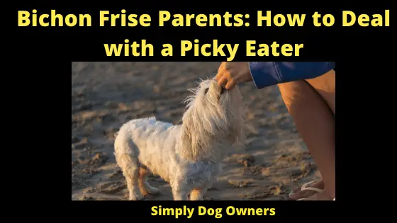 Bichon Frise Parents_ How to Deal with a Picky Eater