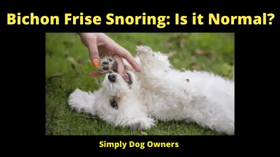 Bichon Frise Snoring: Is it Normal?