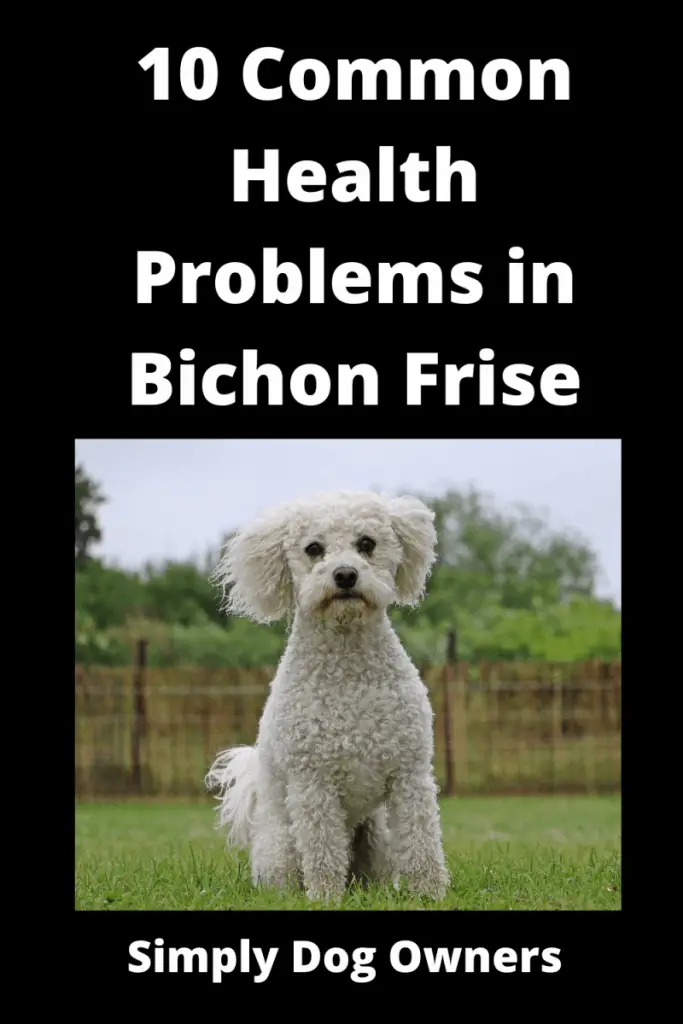 10 Common Health Problems in Bichon Frise (Bichon Frise Old Age Problems) 2