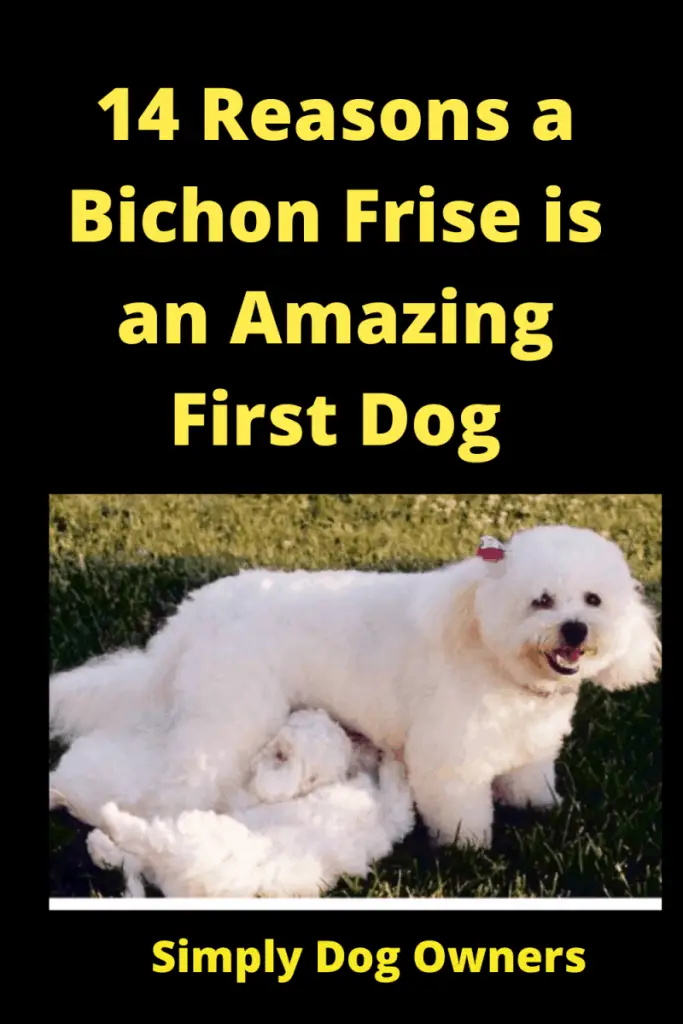 14 Reasons a Bichon Frise is an Amazing First Dog 1