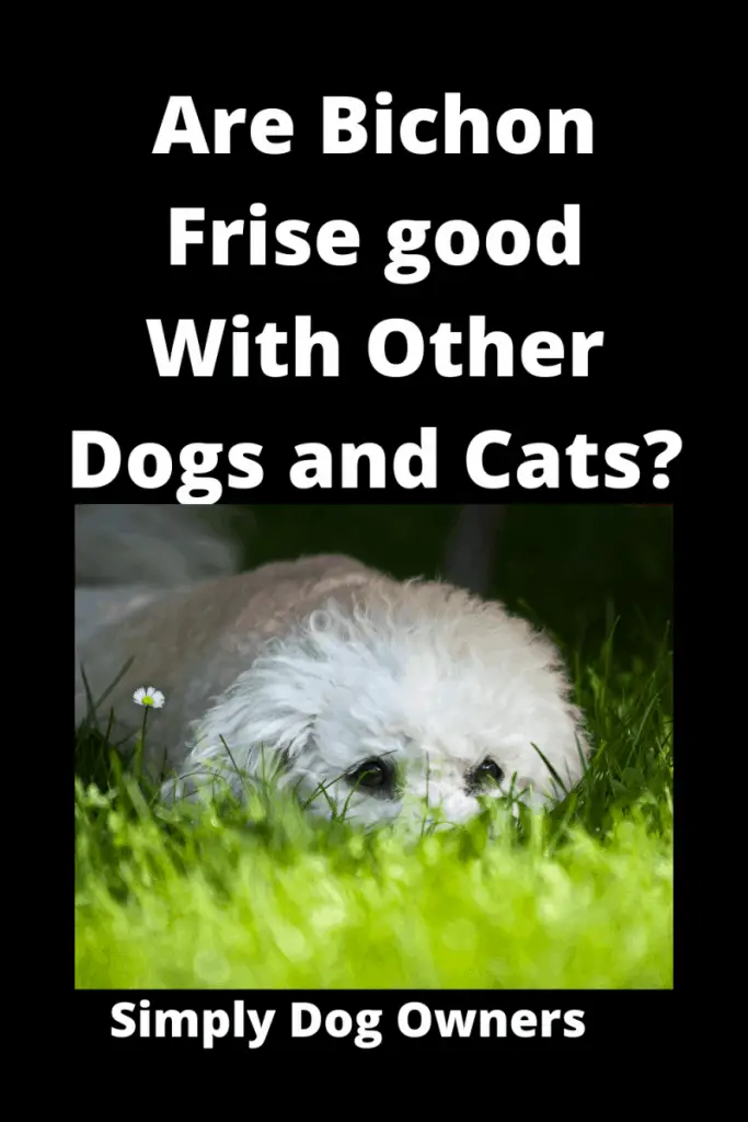 Are Bichon Frise good With Other Dogs and Cats? (4 Training Videos) 1