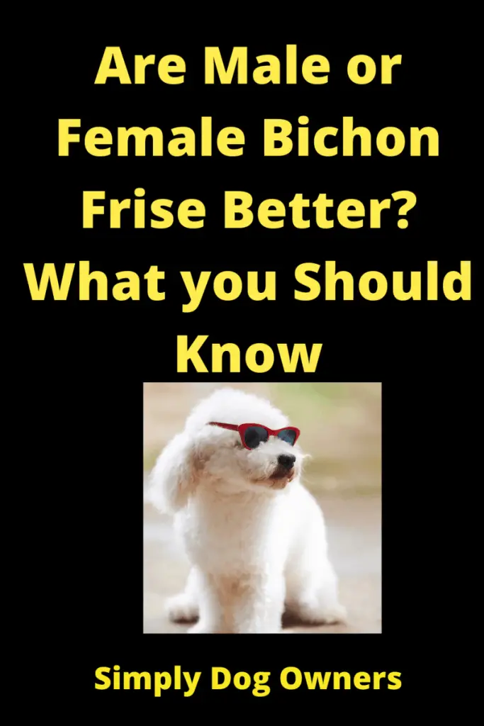 Choosing Male or Female Bichon? Weighing Your Options 3
