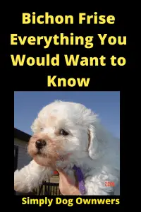 Bichon Frise Everything You Would Want to Know 3