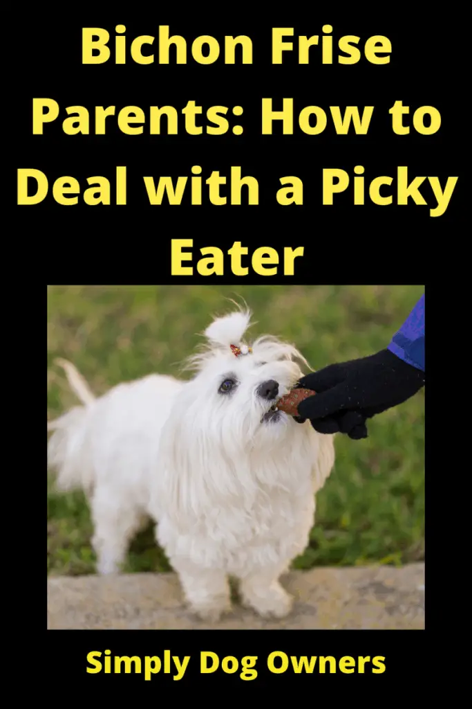 Bichon Frise Diet: How to Deal with a Picky Eater 1