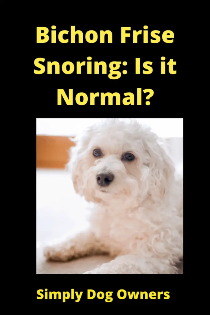 Bichon Frise Snoring: Is it Normal? 1