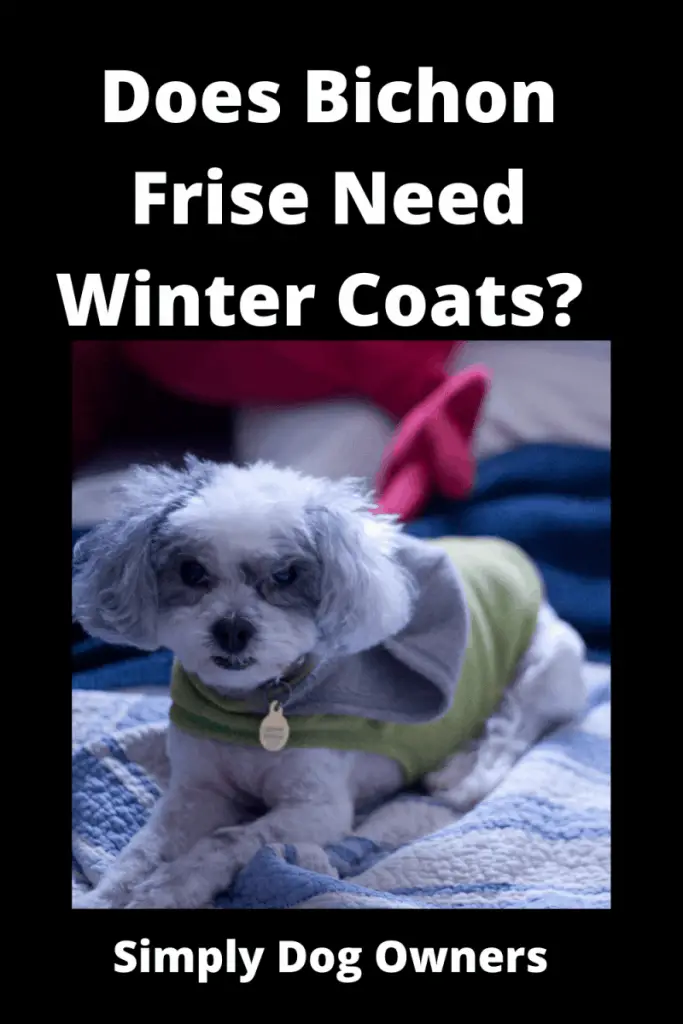 Does Bichon Frise Need Winter Coats? Cozy / What You Should Know 2