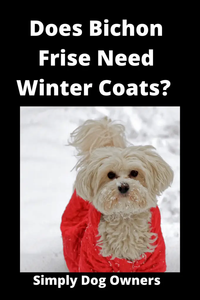 Does Bichon Frise Need Winter Coats? Cozy / What You Should Know 3