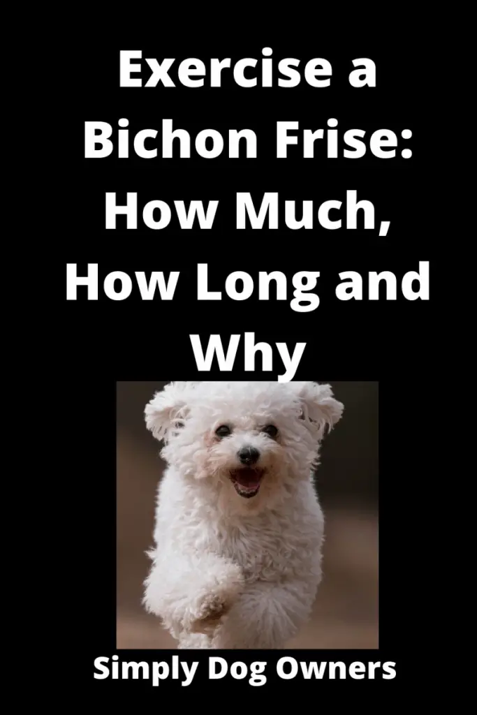 Exercise a Bichon Frise: How Much, How Long, and Why 1