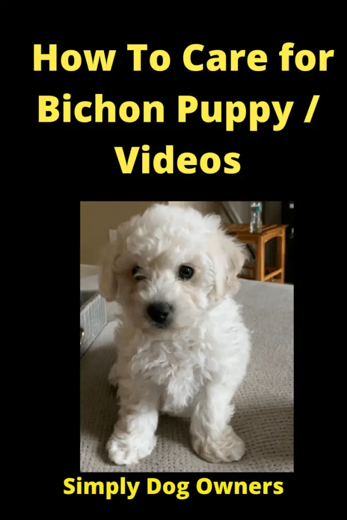 How To Care for Bichon Puppy / Videos 2