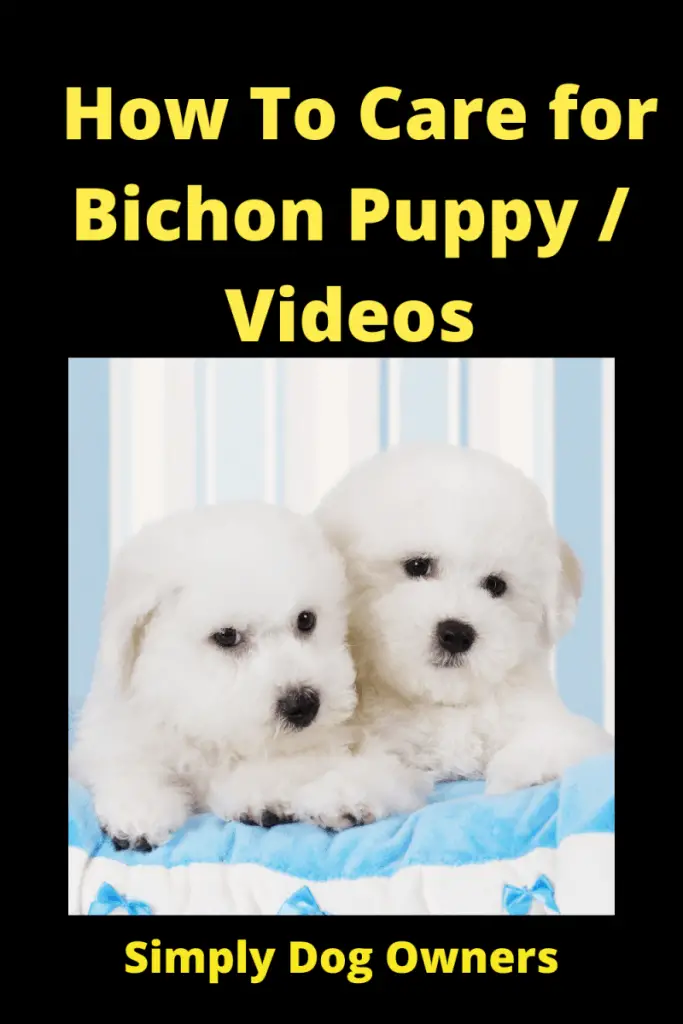 How To Care for Bichon Puppy / Videos 3