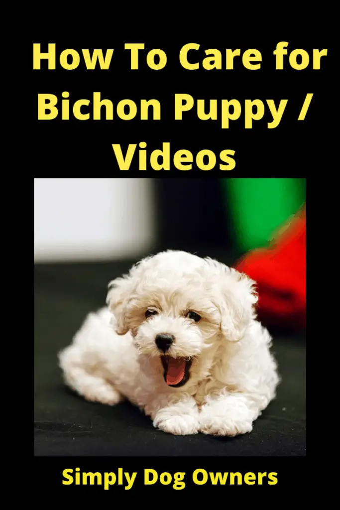 How To Care for Bichon Puppy / Videos 1