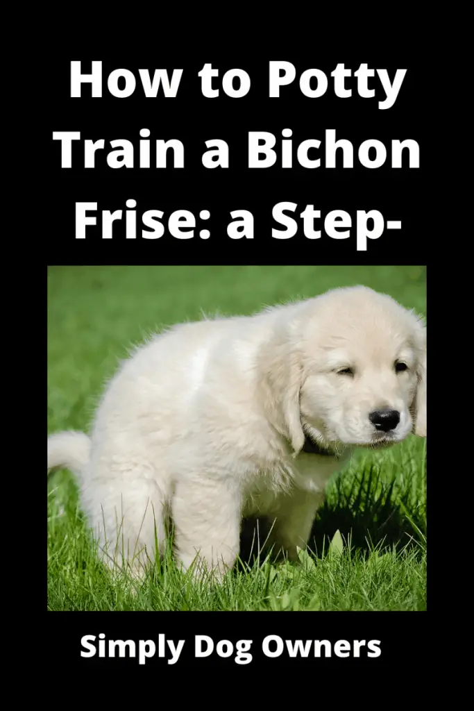 How to Potty Train a Bichon Frise: a Step-by-Step Guide 1