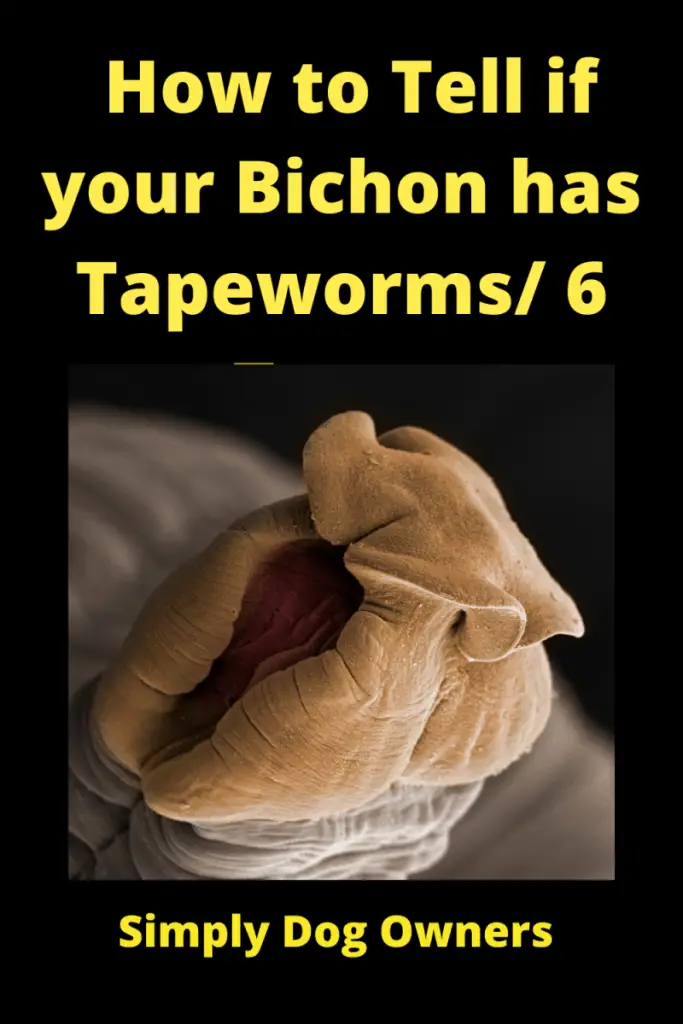 f How to Tell if your Bichon has Tapeworms_ 6 Types (1)